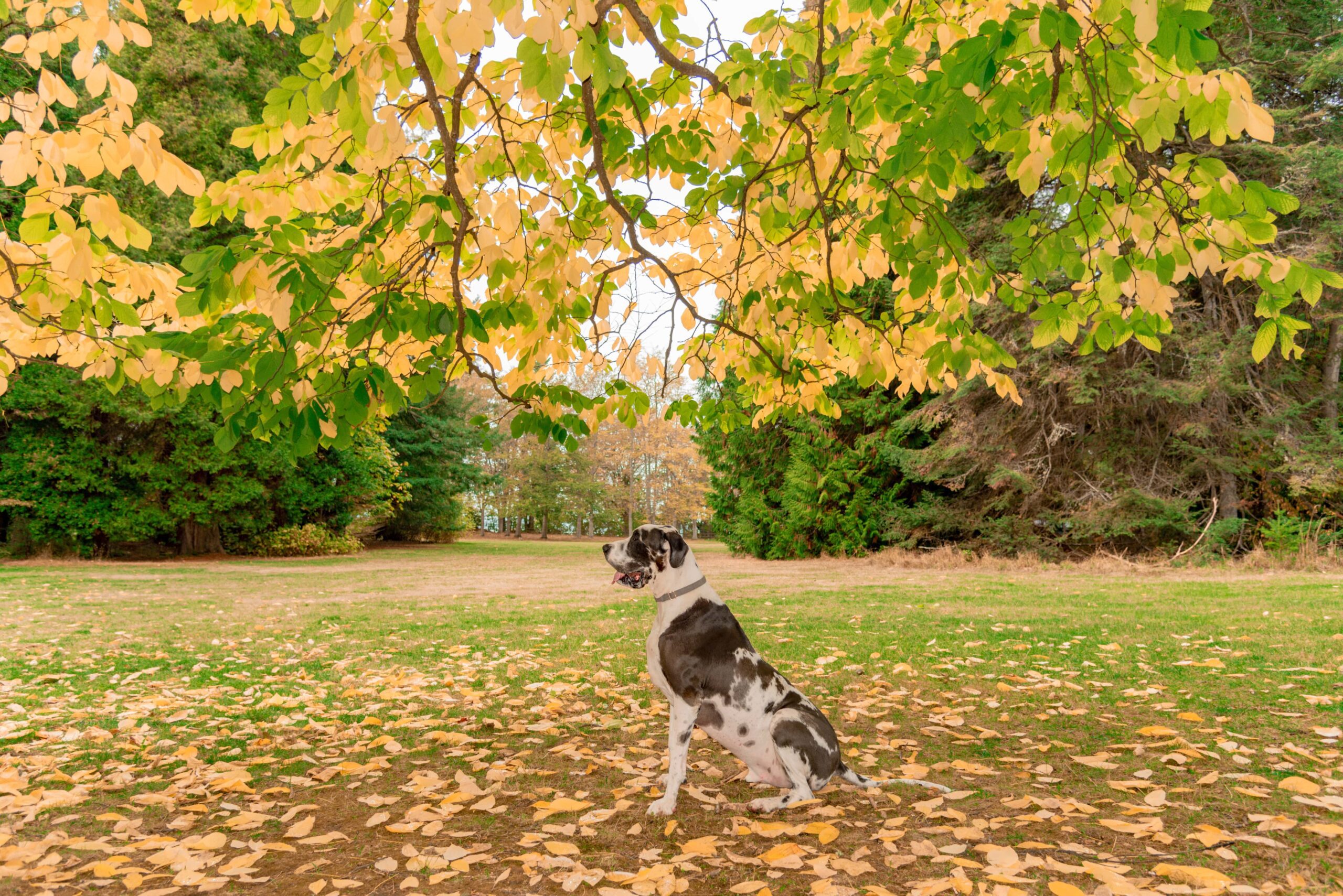 Dog sitting in park with autumn leaves