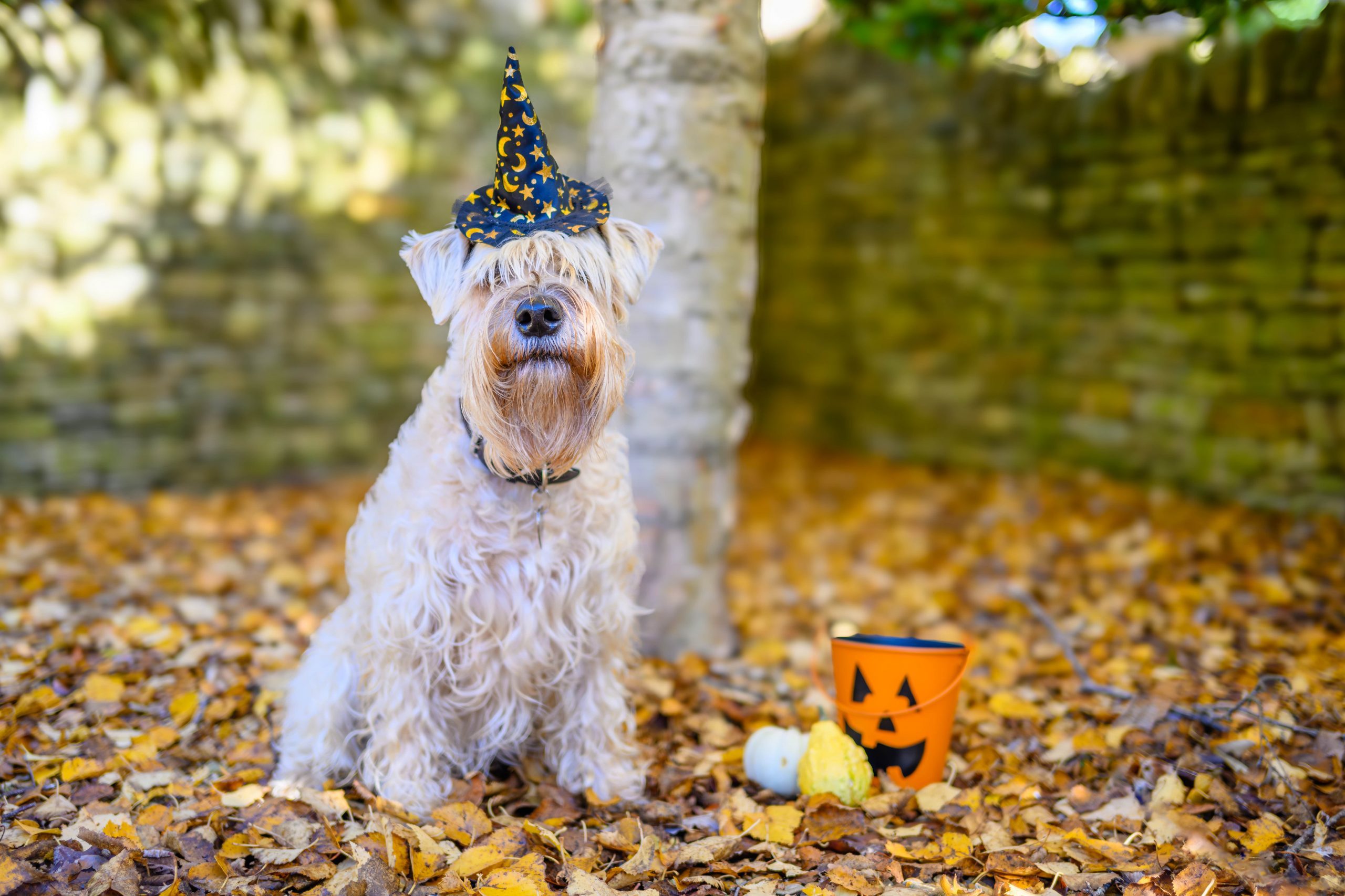 Halloween dog sitting on yard cleaned by Bombs Away.